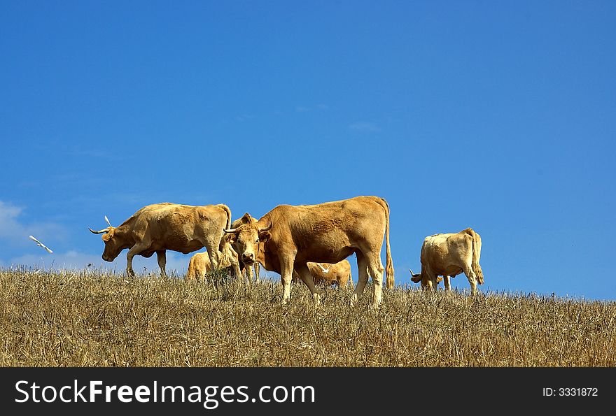 Some cows graze in the dry field of the Alentejo Portugal. Some cows graze in the dry field of the Alentejo Portugal.