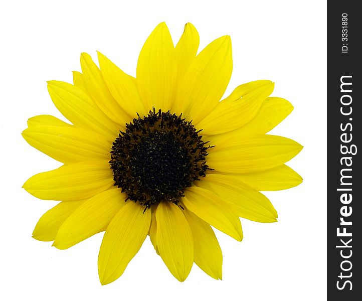 Easy to isolate sunlower on white background. Easy to isolate sunlower on white background