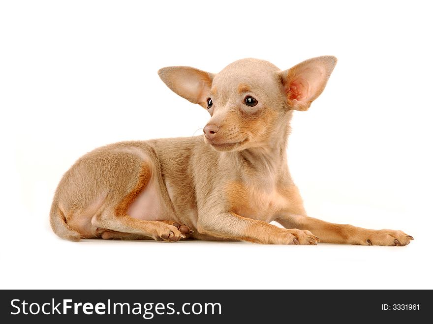 The isolated puppy on a white background in studio. The isolated puppy on a white background in studio