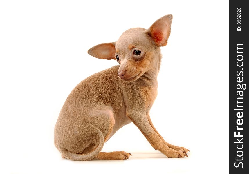 The isolated puppy on a white background in studio. The isolated puppy on a white background in studio