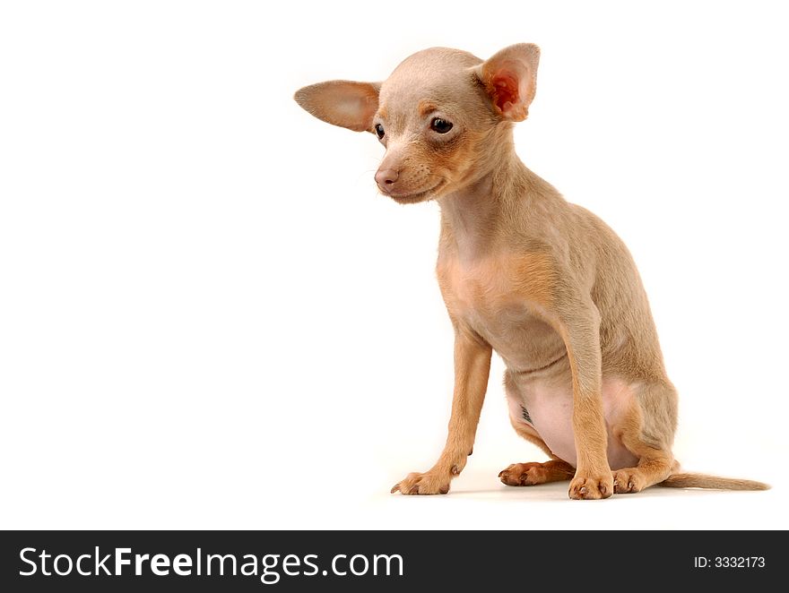 The isolated puppy on a white background in studio. The isolated puppy on a white background in studio