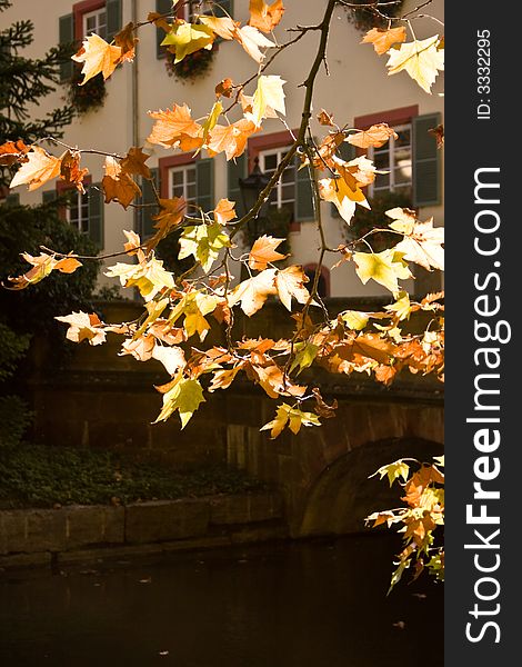 Maple branch with a part of old german castle behind the water ditch in the background. Photo made in Angelbachteil, Germany. Maple branch with a part of old german castle behind the water ditch in the background. Photo made in Angelbachteil, Germany.