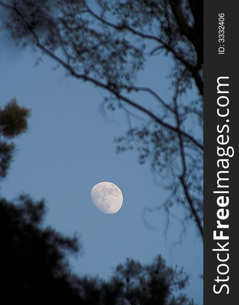 Moonrise in a forest in summer