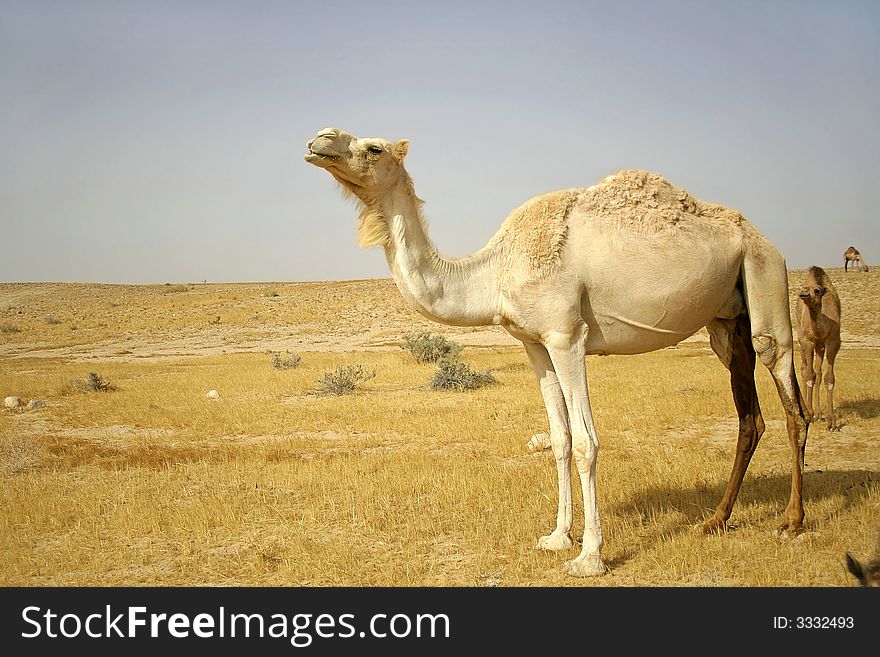 Camel In Sede Boker Desert