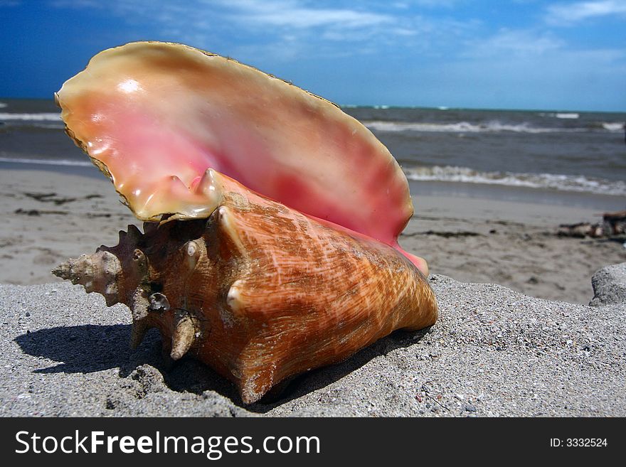 Pink seashell at hot sand