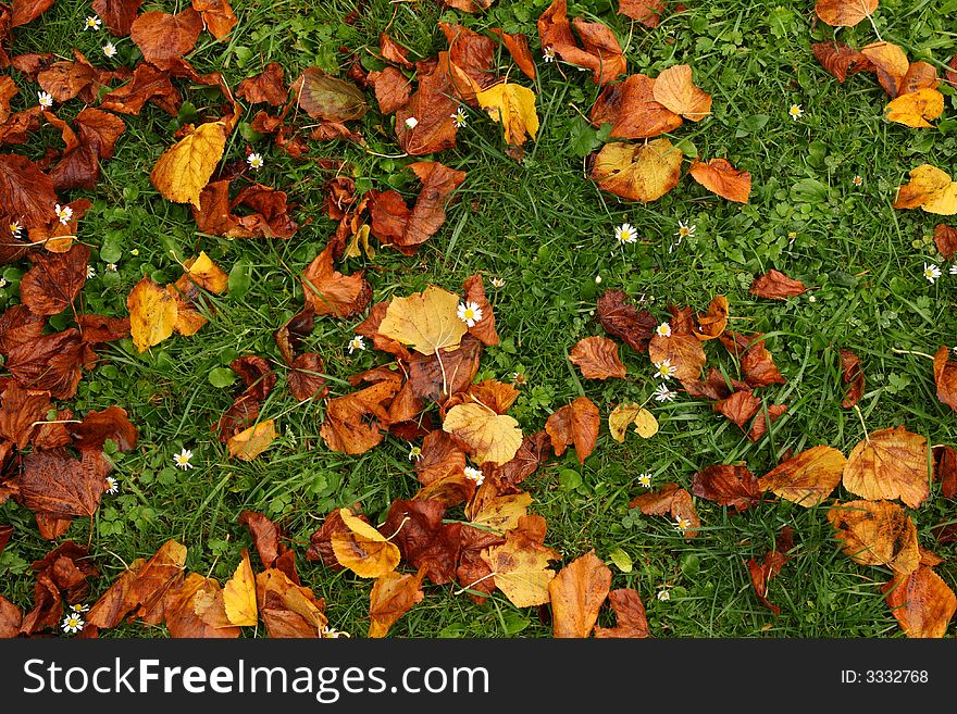 Brown leaves on the green grass. Brown leaves on the green grass.