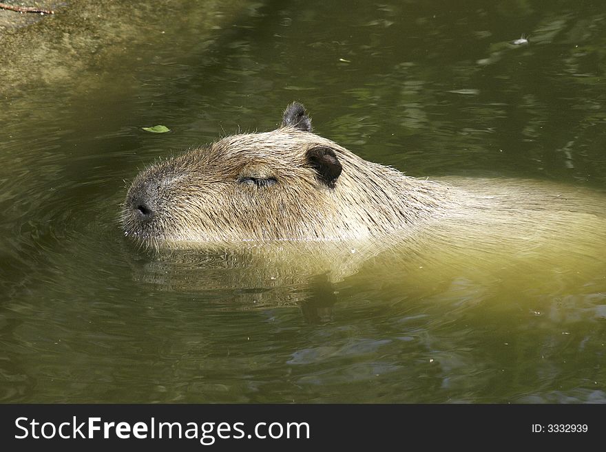 Semiaquatic tailless rodent of about 4 feet in lenth. Semiaquatic tailless rodent of about 4 feet in lenth