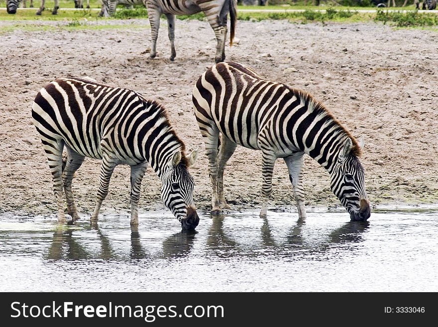 Two zebras drinking from a river. Two zebras drinking from a river