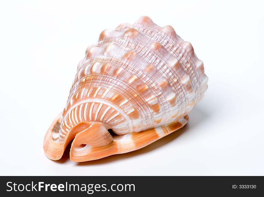 A Shell on white background