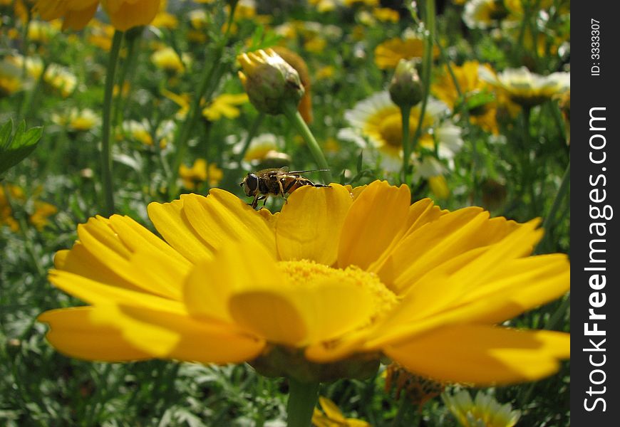 A bee on the bright yellow camomile. A bee on the bright yellow camomile