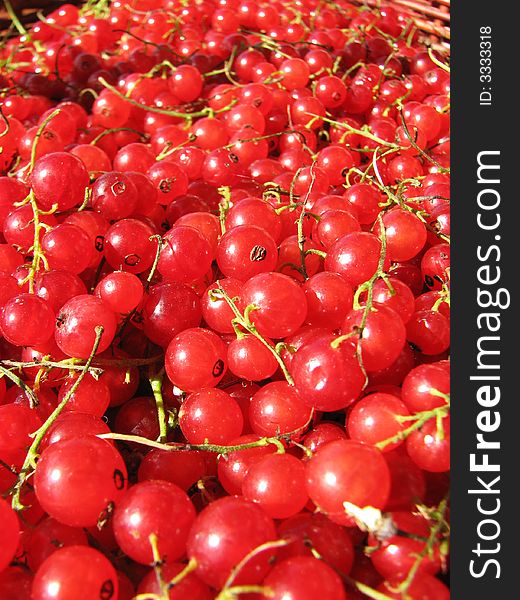 Berries of the red currant