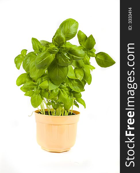 Green herb basil on white background