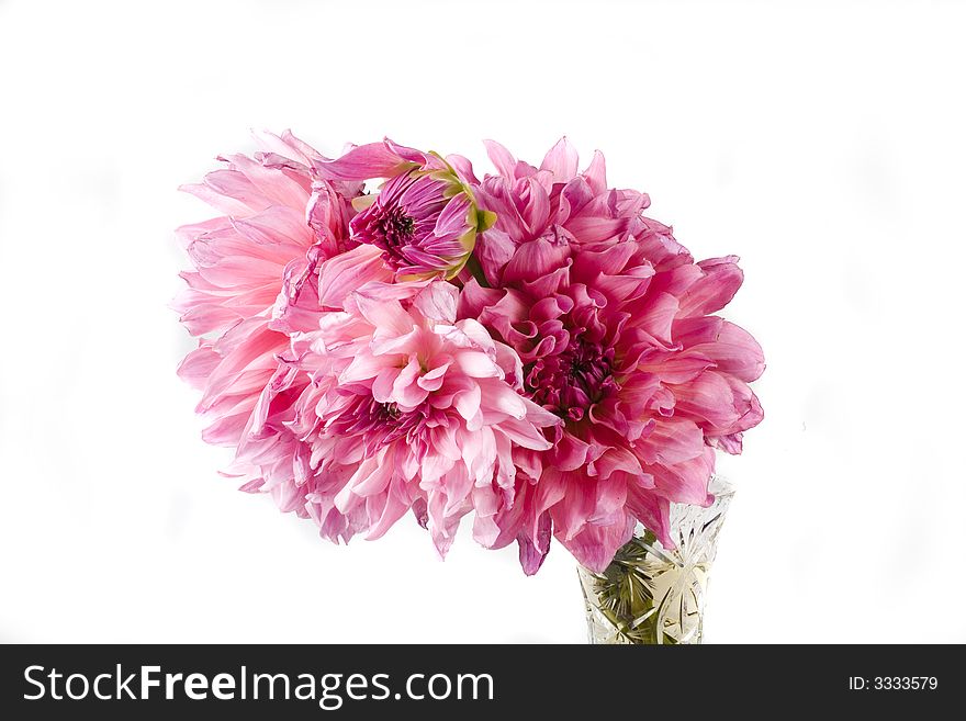 Beautiful flower pink dahlia on white background