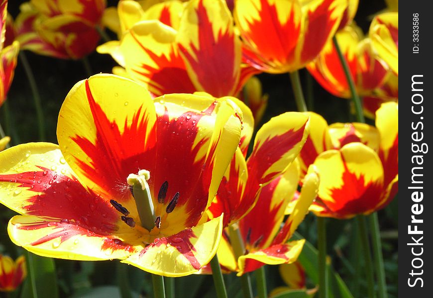 A field of red and yellow tulips