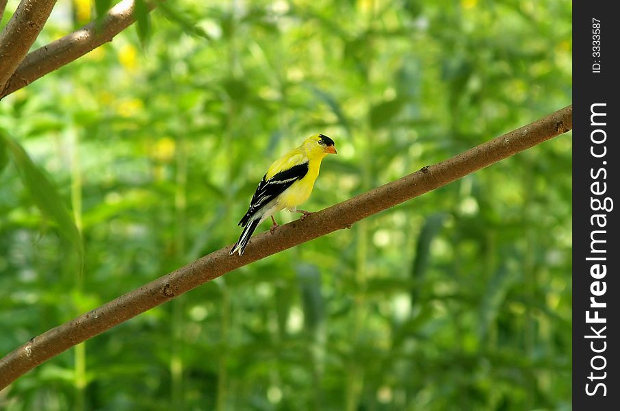 A yellow finch sitting on a branch. A yellow finch sitting on a branch.
