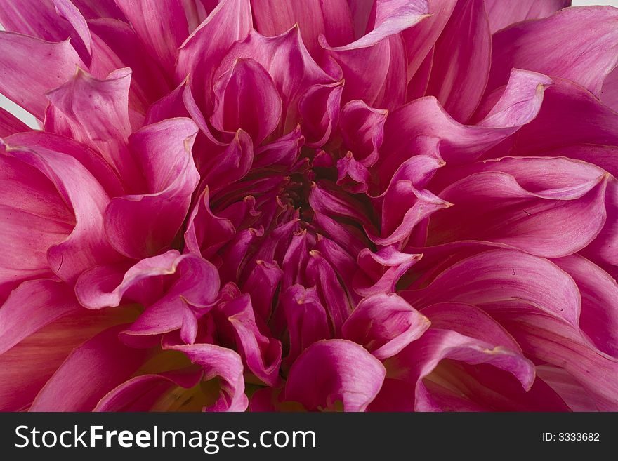 Beautiful flower pink dahlia on white background