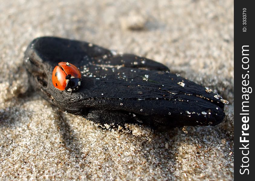 A lady bug rests on a piece of wood washed up on the beach.