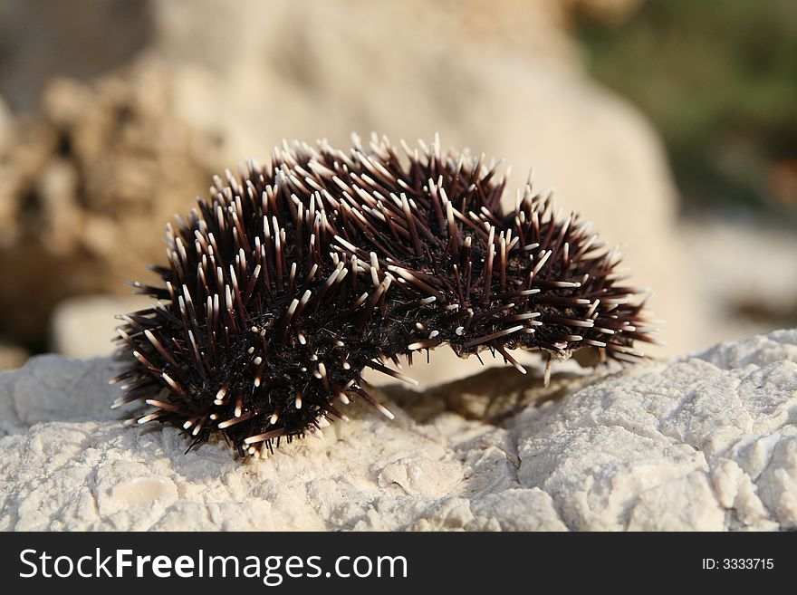 Sea urchin on a stone
