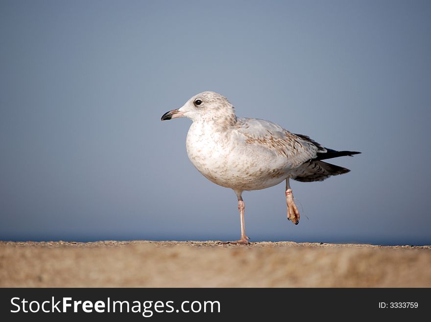 Seagull with a fish line wrapped around his left leg. Seagull with a fish line wrapped around his left leg.