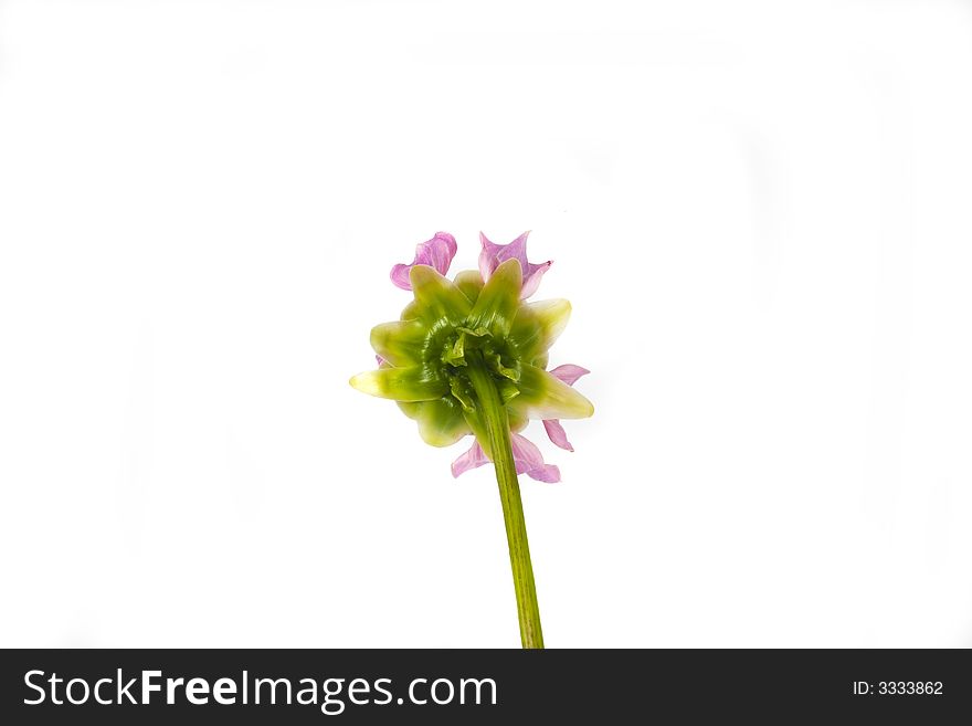 Beautiful flower pink dahlia on white background