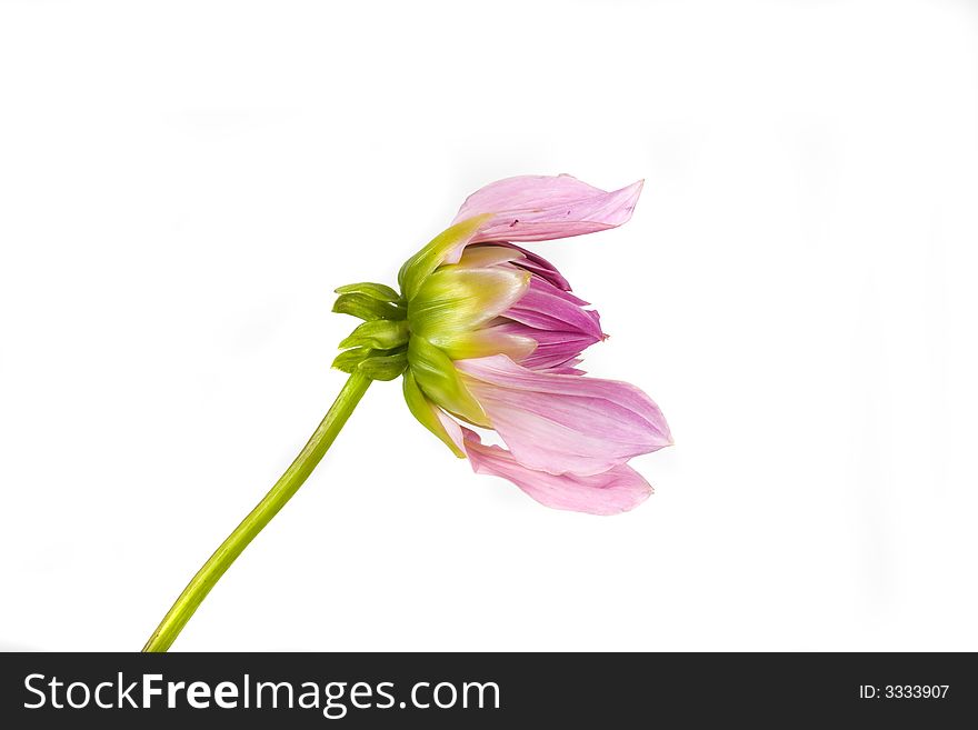 Beautiful flower pink dahlia on white background