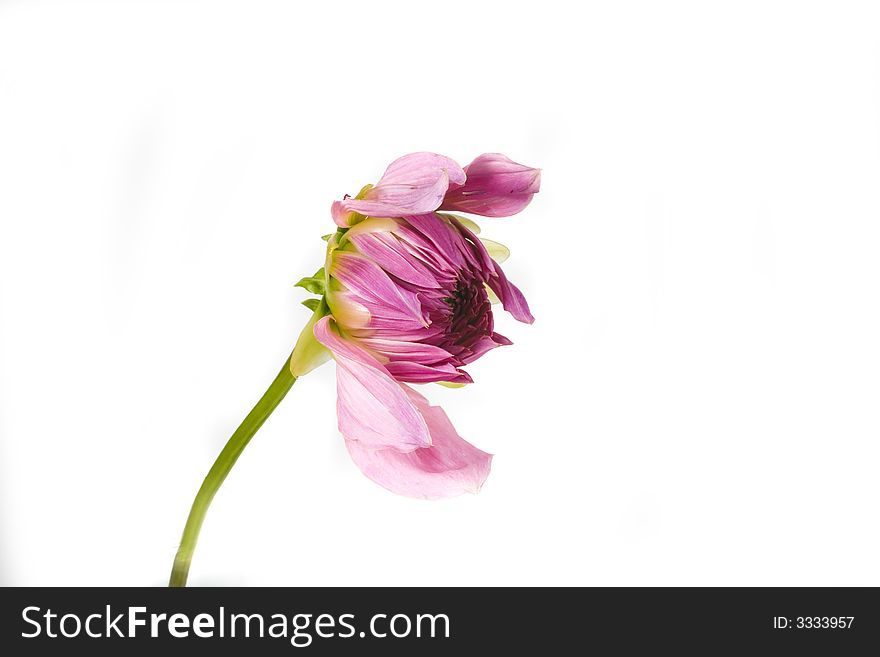 Beautiful flower pink dahlia on white background