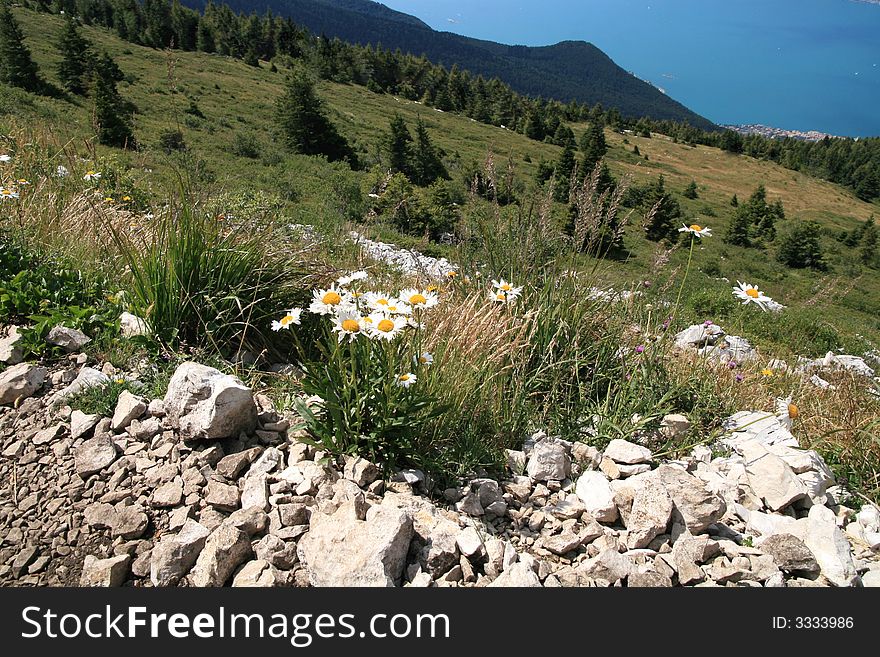 Daisy chain on the mountain