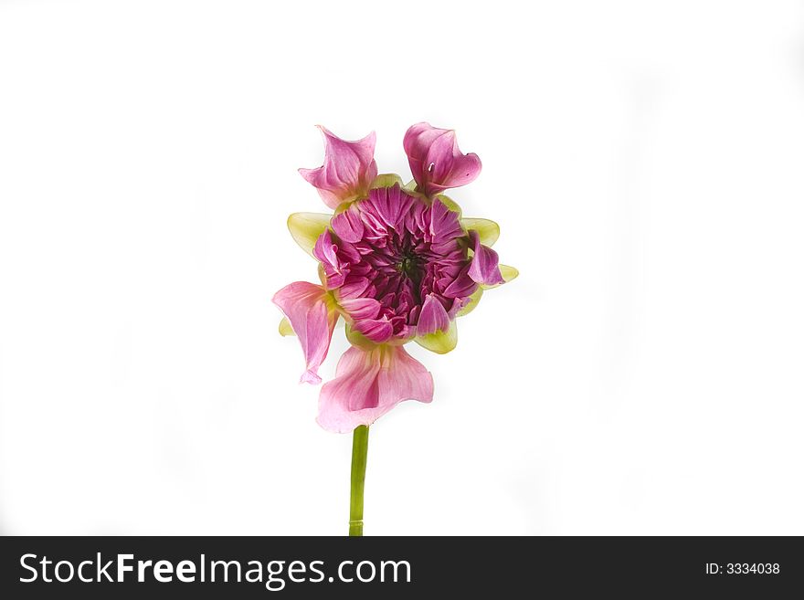 Beautiful flower pink dahlia on white background