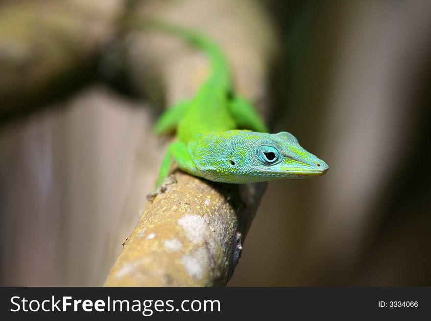 Bright green lizard at a branch