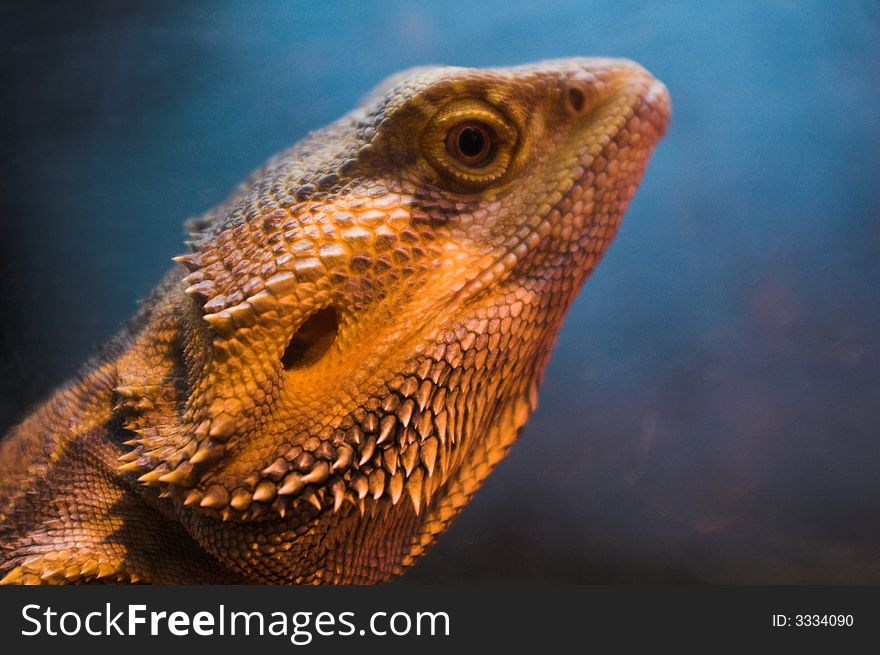 Lizard with detailed scales standing on sand. Lizard with detailed scales standing on sand