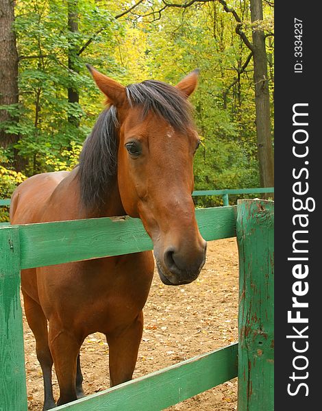 Sad chestnut horse behind the fence in autumn park