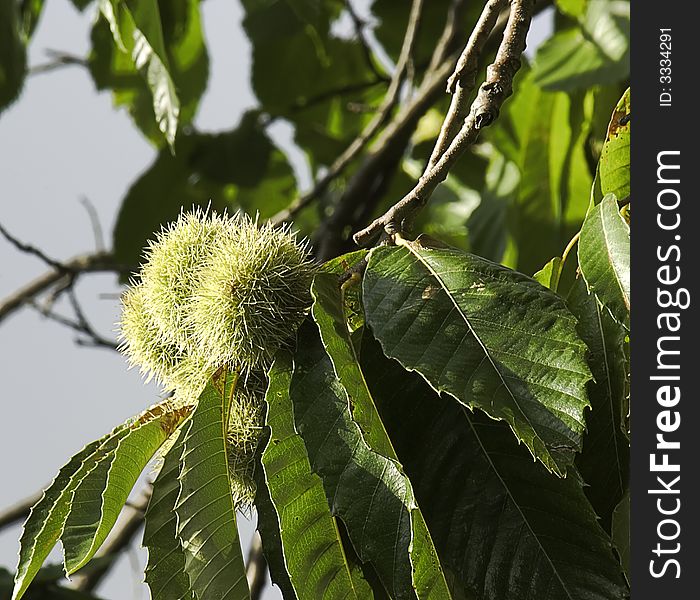 A cluster of chestnuts on the branch. A cluster of chestnuts on the branch