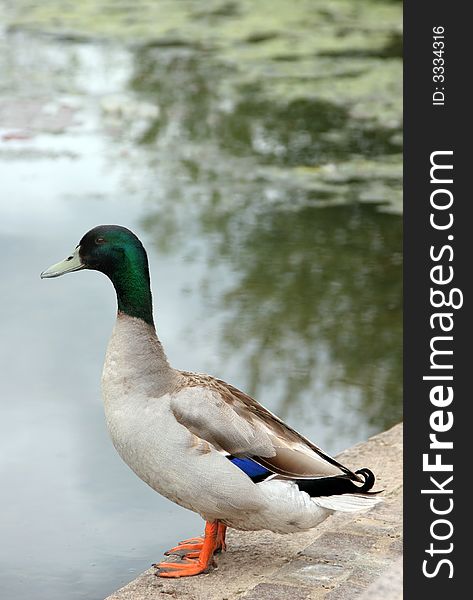 Mallard duck standing on a paved area next to a pond.