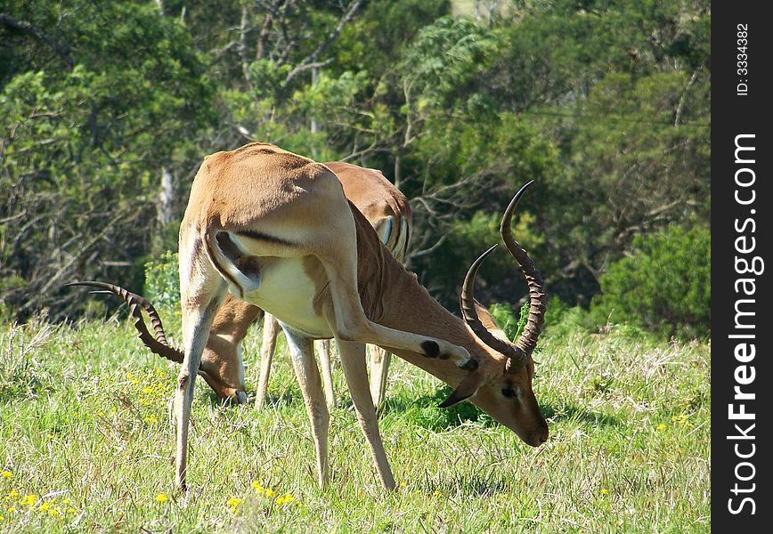 A impala buck tending to a itch. A impala buck tending to a itch