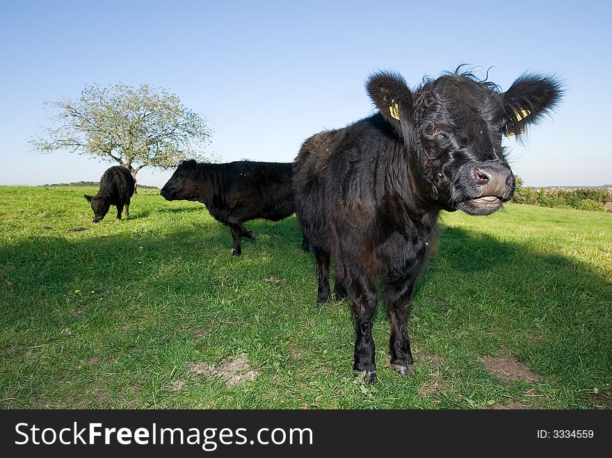 A curios black cow looking into the camera.