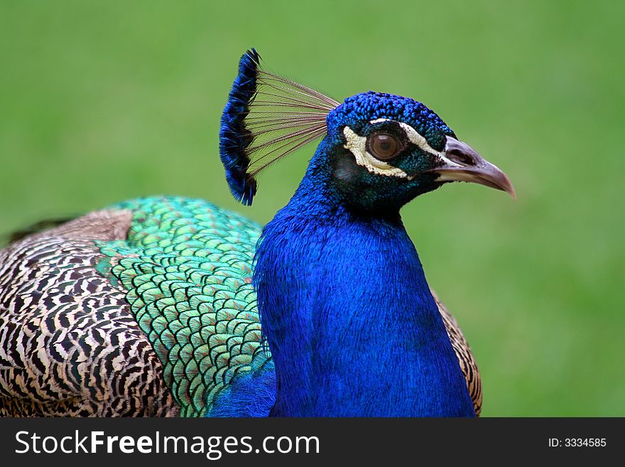 Curious peacock looking straight at camera