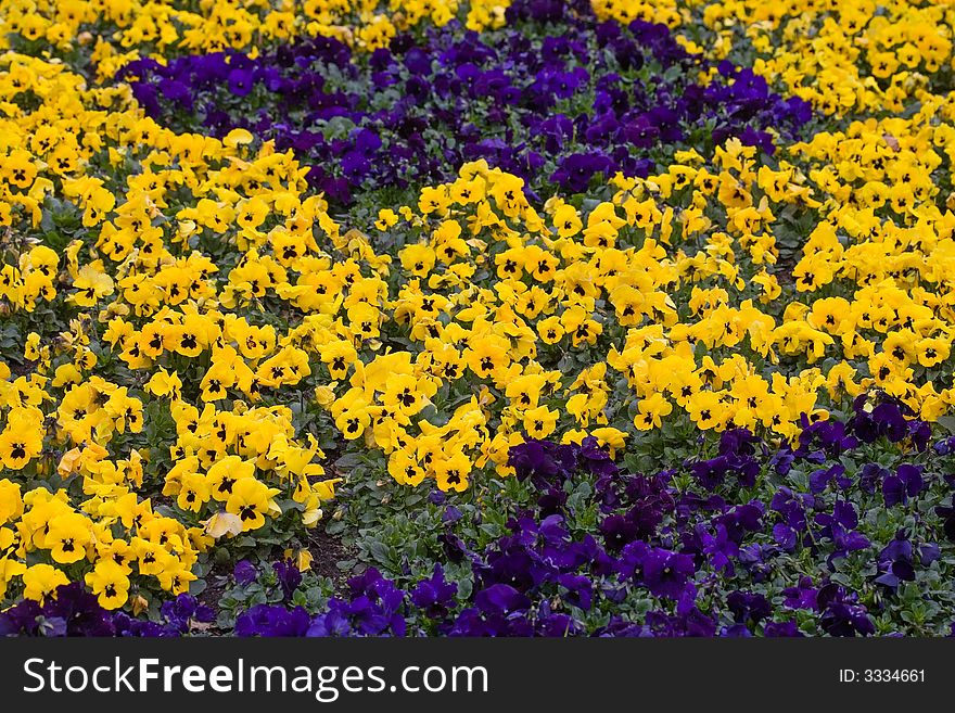 Flowerbed with yellow and blue violas. Focus on lower third.