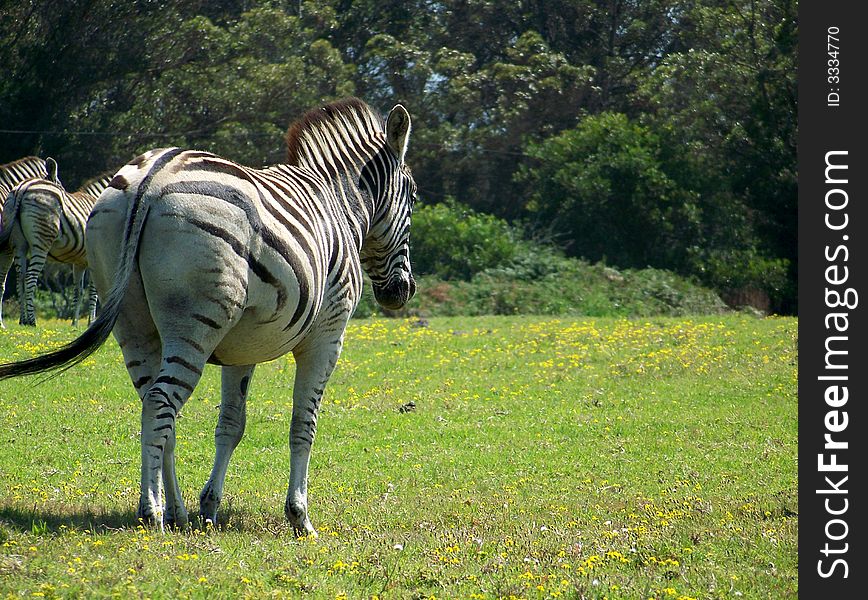 A zebra mare walking in the African sun. A zebra mare walking in the African sun