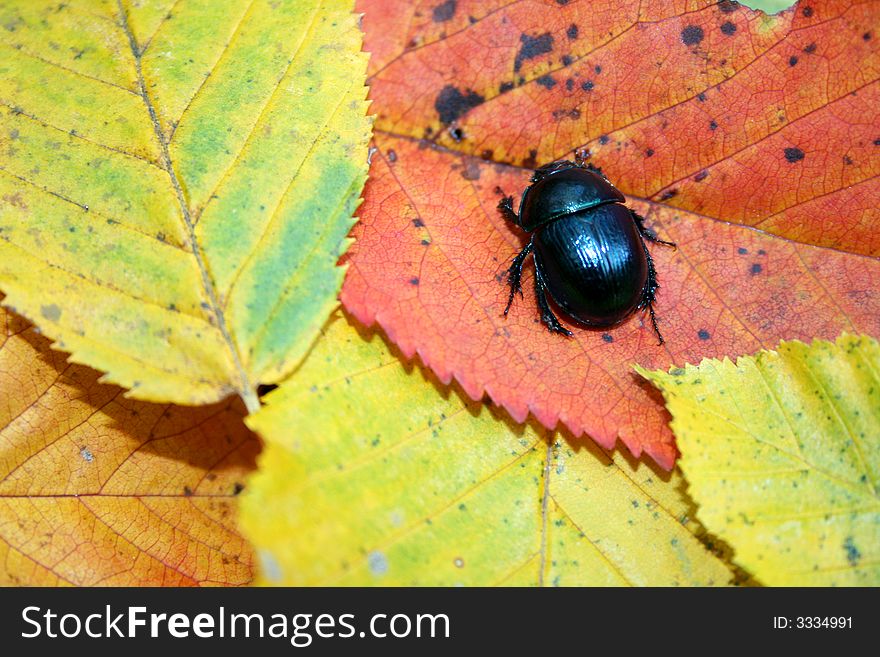 Black bug on colorful leaves - autumn background