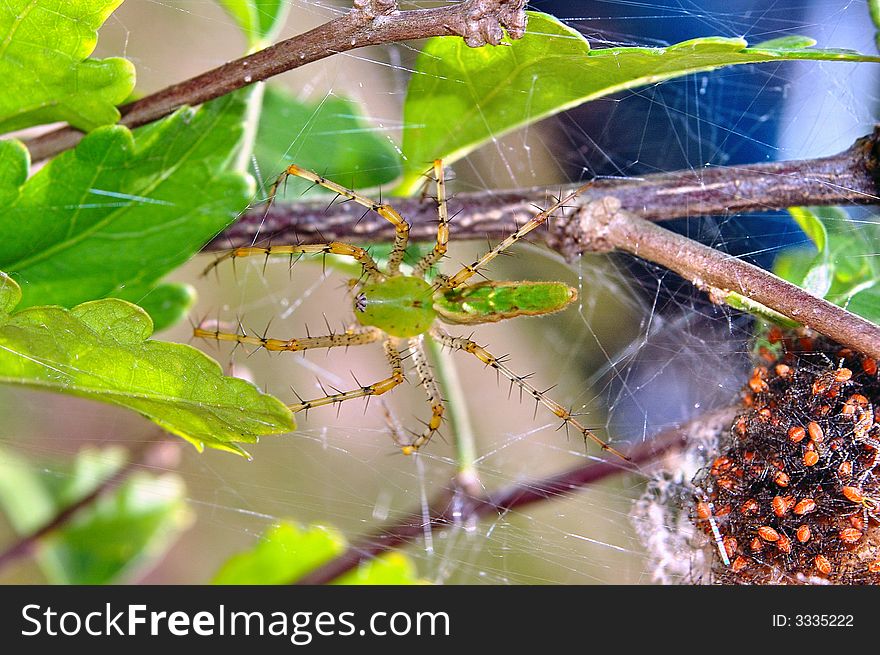 Green Lynx Spider