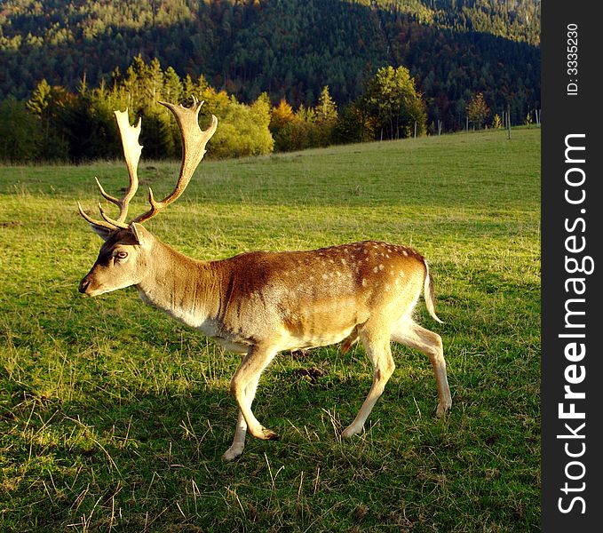 Wild deer in the Alpes, with greate horns on a green floor.  
Germany , Bavaria , not so far from Ruhpolding . October 2007 . Wild deer in the Alpes, with greate horns on a green floor.  
Germany , Bavaria , not so far from Ruhpolding . October 2007 .