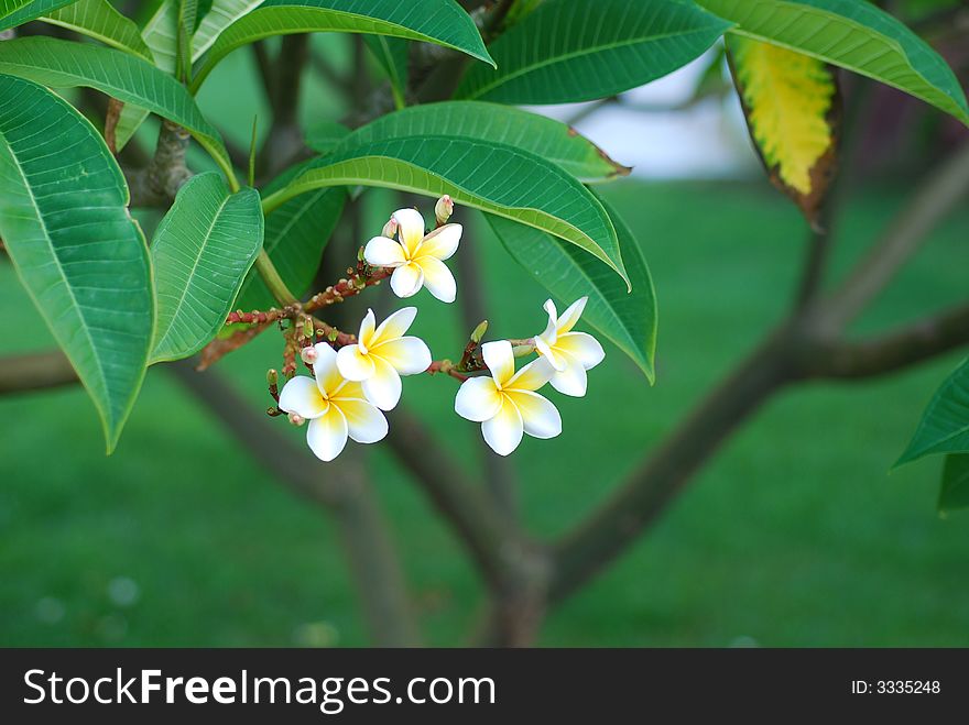 Frangipani tropical flowers, green leafs, nature series.