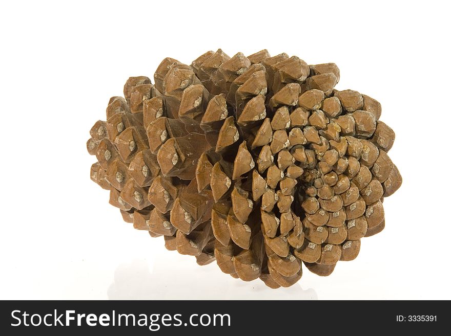 The opened cedar cone, without kernels,
on a white background. Stil-life. Object