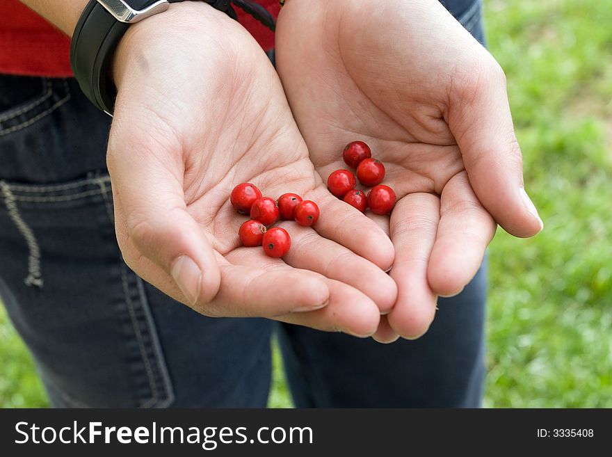 Holly tree fruits