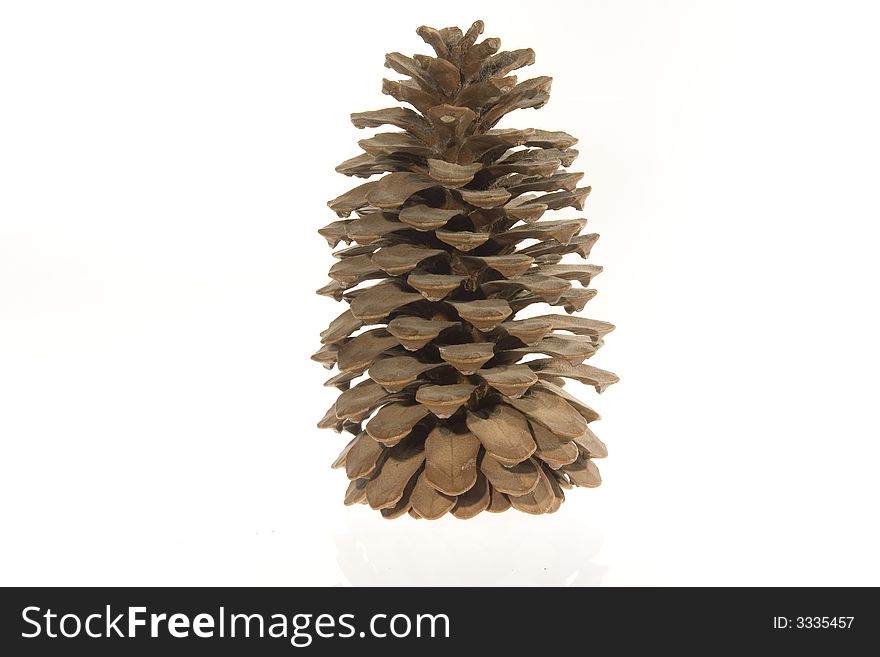The opened cedar cone, without kernels, on a white background. Stil-life. Object