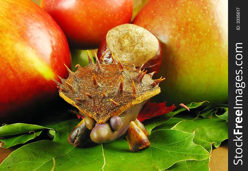 Autumn composition from creative series: chestnuts hedgehog. Autumn composition from creative series: chestnuts hedgehog