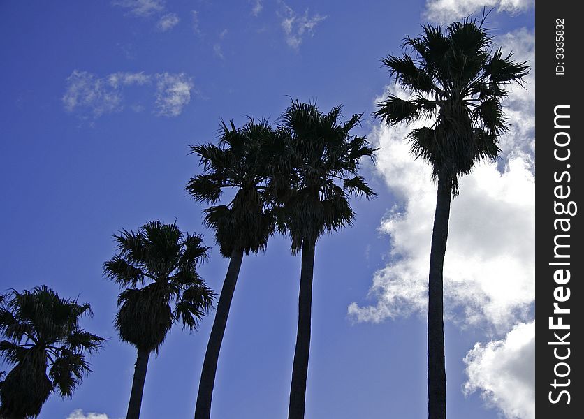 Silhouette of tall palm trees against blue sky. Silhouette of tall palm trees against blue sky.