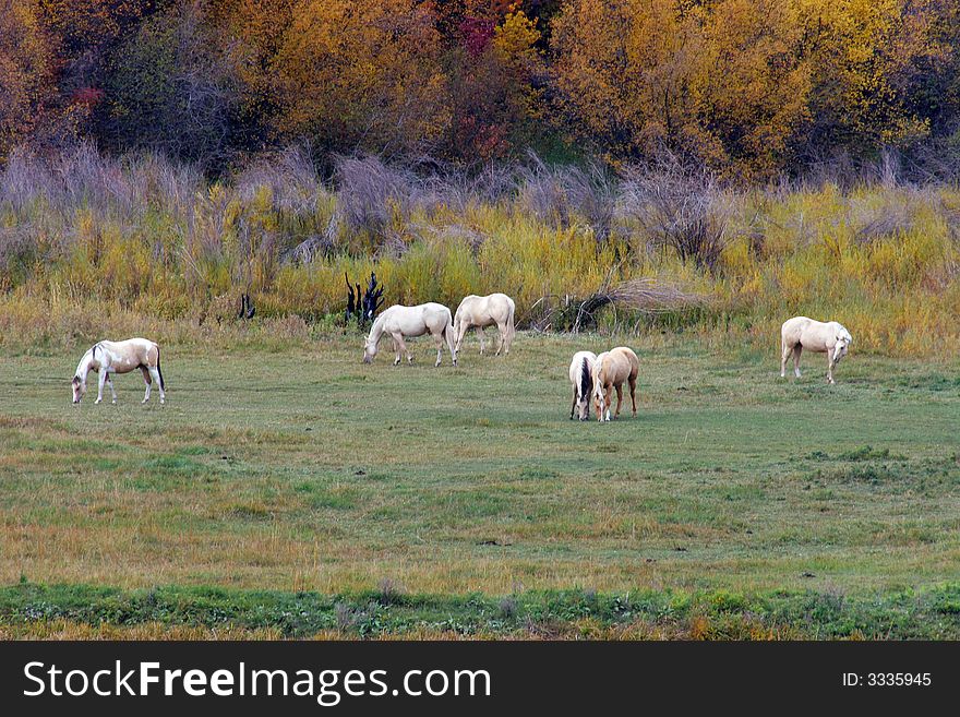 Horses grazing in the field. Horses grazing in the field