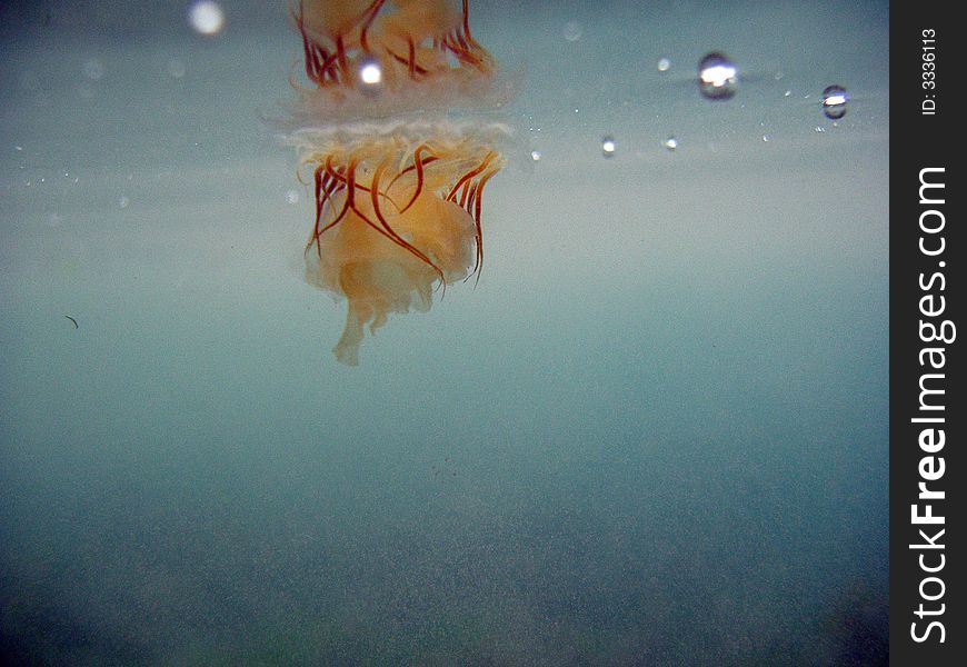 Underwater photograph of beautiful lions mane jellyfish with reflection from surfact