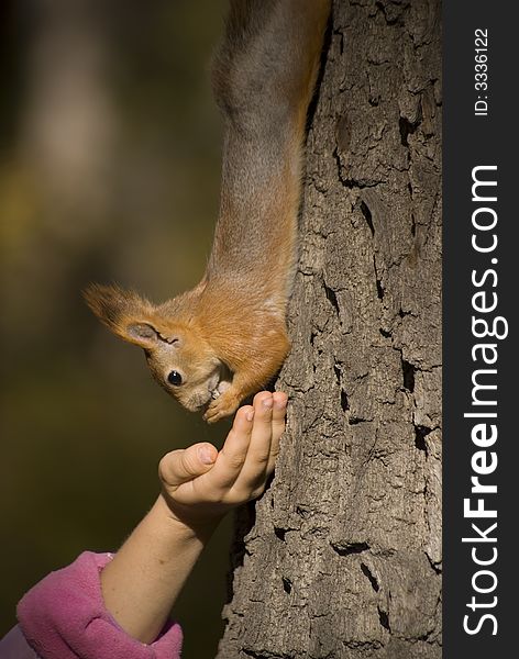 Squirrel on the tree and eat out of hand